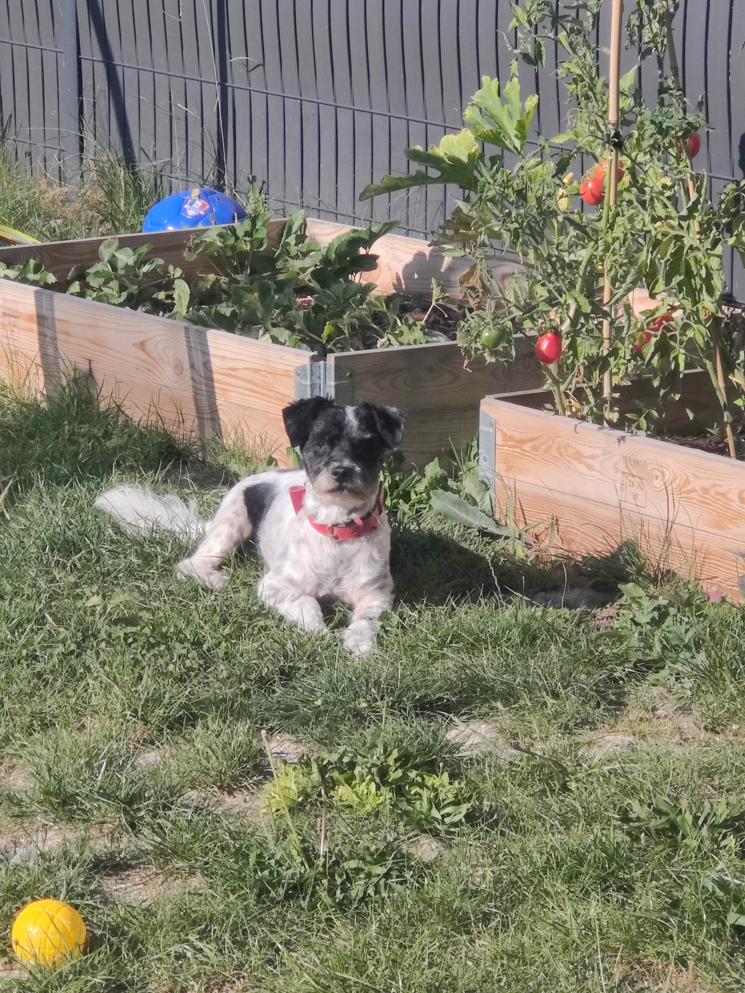 Oreo