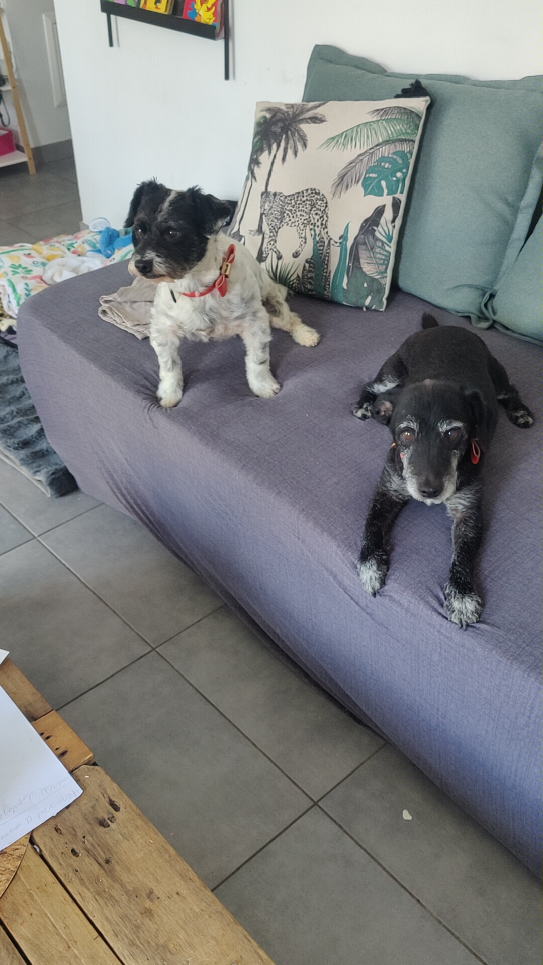 Maho et Oreo